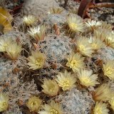 Mammillaria duwei JLcoll.2634.jpg